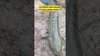 kesting ikan gabus joran sampai patah #shorts #vodeoshorts #fishing