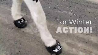 Cavallo Hoof Boot Traction for Winter Action!