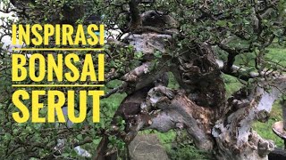 Inspirasi Bonsai Serut milik mas sudy