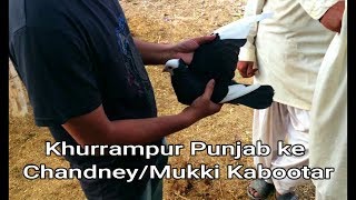 Punjab ke Chandney/mukkhi Kabootar...