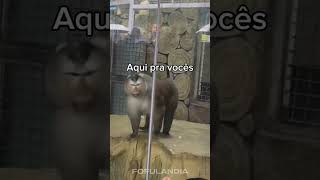 #animaisfofos #animais #animals #animal #cuteanimals #funny #animaisengraçados #fofo