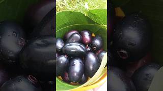 jamun #shorts #short #new #video #viral #like #shortvideo #fruit #reels ##trending #ytshorts