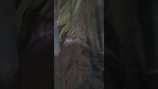 Rats home on tree #rat #shorts #video #nature