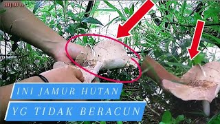 INI ADALAH  JAMUR LIAR. #petani #survival #jamurliar