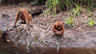 Orangutans  in the river bank