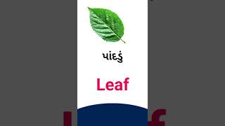 Leaf meaning in Gujarati - English dictionary