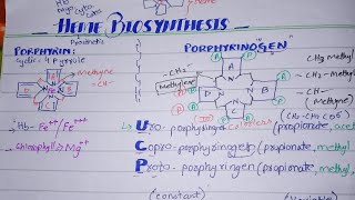 Heme Biosynthesis [Porphyrin and Porphyrinogen] Part-1 ( Lippincott Chp21)