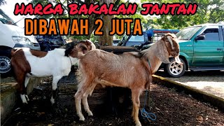 UPDATE HARGA KAMBING BAKALAN JANTAN DI PASAR HEWAN TERPADU WLINGI,24 September 2022.