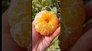 Fruits harvesting 🍊🥑🍏🥝🍐🍑🍎 #fresh #rural #fruit #harvesting #fruitfarming @gardening_lover7469