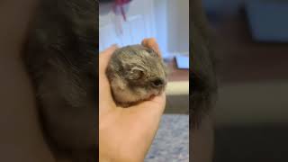 Tatertot is so cute he trust me so much he lets his feet hang off my hand #hamster