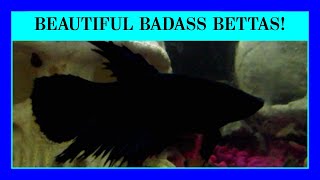 Episode 32: The Basics on Keeping Bettas in Aquariums. Siamese Fighting Fish.