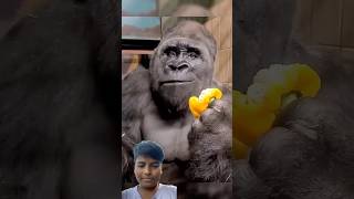 man v/s wild gorilla #bloopers4.8 lakhLikesman transgender into9 #short #shortsfeed #funny