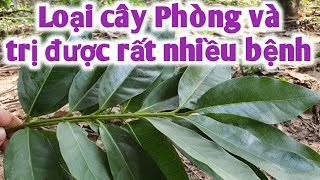 Bài thuốc hổ trợ trị Mỡ máu, tiểu đường, viêm gan. PHAN HẢI Vlog