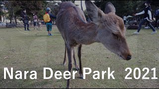 Nara Deer Park in 2021