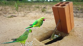 shorts Channel " Creative Easy Bird Trap New Great very special - survival