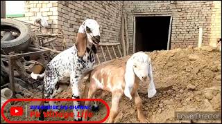 Naughty goat kids,Baby goats,Soo Funny,goats,Cut baby goat video,Cut baby goat sound, pkvillagelife