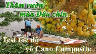 [Vlog]_Vỏ Cano Composite & chuyến thăm vườn mùa Dâu chín.