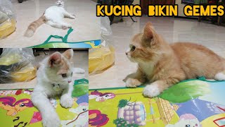 kucing yang imut dan lucu, viral di desa pojok