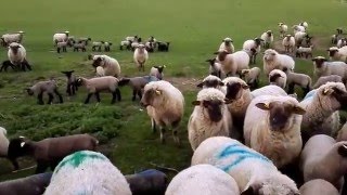 Feeding the moms...