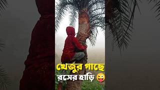 খেজুর গাছে রসের হাড়ি। গ্রামের রসের হাড়ি। খেজুরের রস।