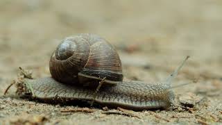 Snail