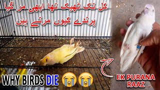 میرا برڈس کل تک ٹھیک تھا ابھی مر گیا اسا کیوں | MY BIRD ARE DIE, BUT WHY ?? | AA BIRDS INFORMATION