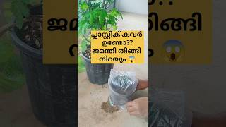 പ്ലാസ്റ്റിക് കവർ ഉണ്ടോ ജമന്തി തിങ്ങി നിറയും /poppy vlogs