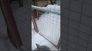 Вета, неравнодушна к кошкам) #helpanimals #помощьживотным #тамбов