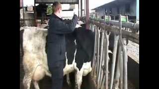 Cow Weight Tape Demo  - Gain Feeds Heifer Rearing Programme