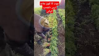 موت کا کوئ علاج نہیں#tahirgraju #vairal #trending #trend #shortvideo #viral #sorts