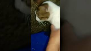 lagi ngonten tiba tiba ada kucing,