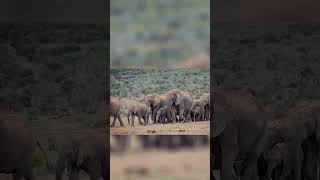 Elefante Africano - De onde vem toda a sua inteligência?