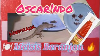 Tokek (Gecko), 🍽️ Meisis kena ranjau saos🔥🔥🔥😀