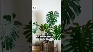 ¡La planta de interior más popular del momento! Descubre todo sobre la Monstera Deliciosa 🌿✨