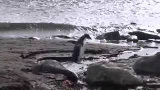 Antarctica - MV Fram, Elephant Island, South Shetland and Polish Arctowski Station