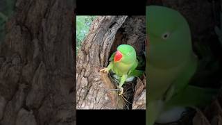 Orang Ini Menemukan Sarang Burung Parrot Di Tengah Hutan #shortvideo #sarangburung