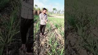 गन्ने मे टिलरिंग कितनी होनी चाहिए #sugarcane #farming