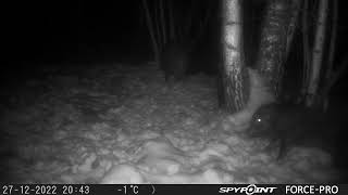 Wild Hog Having Fun/Mežacūkas