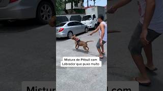 Dificuldades com seu Pet? Eu poso te ajudar!     #adestramento #pitbull #cachorro #shorts #crdog