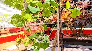 airlayer grape vine/提子盆景树移栽#bonsai #garden