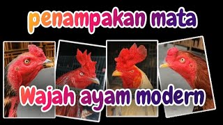 Wajah - wajah ayam modern