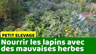 Comment nourrir vos lapins avec les mauvaises herbes et fanes du potager ?