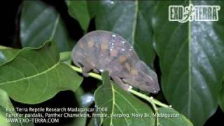 Exo Terra - Madagascar: sleeping female Furcifer pardalis