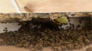 Happy bees in new hive