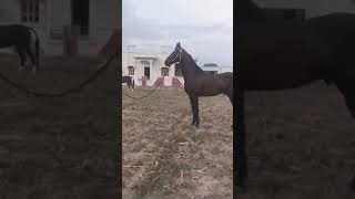 Beautiful Horse| Stallion