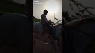 Kathiyavadi horse reval chal