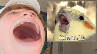 Reacting to Birb Memes