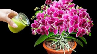 Only 1 cup make orchid lot of so many flowers (Any ugly plant)