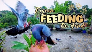 Hand Feeding Pigeons: A Magical Rooftop Experience! 🕊️ | Cute Pigeons Enjoy Food on Hand #pigeon