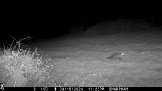 Fox caught on night-vision camera trap at Sharpham